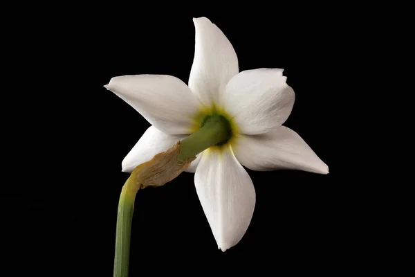 Fagiano Apos Occhio Narciso Narciso Poeticus Primo Piano Fiore — Foto Stock