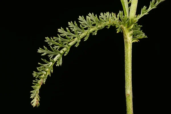 Ярроу Achillea Millefolium Лист Крупным Планом — стоковое фото