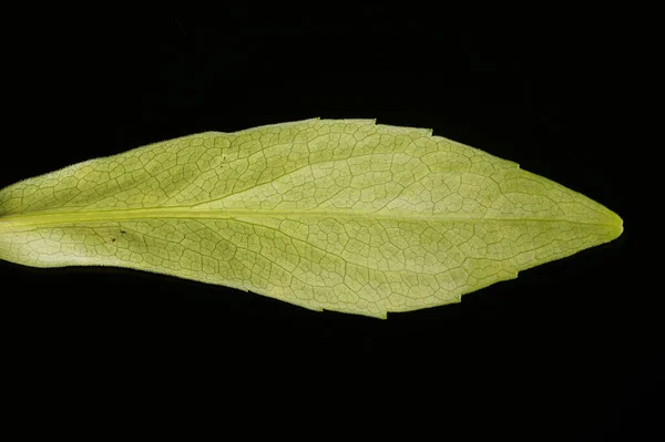 Karışık Michaelmas Daisy Symphyotrichum Novi Belgii Yaprak Kapanışı — Stok fotoğraf