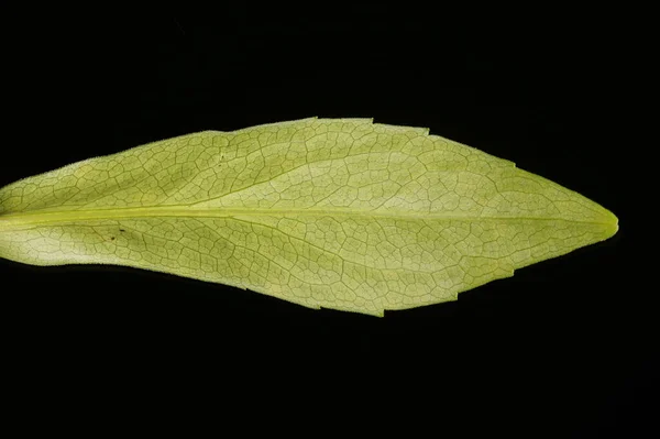 Confuso Michaelmas Daisy Symphyotrichum Novi Belgii Closeup Folha — Fotografia de Stock