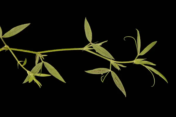 Meadow Vetchling Lathyrus Pratensis Vegetative Shoot Closeup — Stock Photo, Image