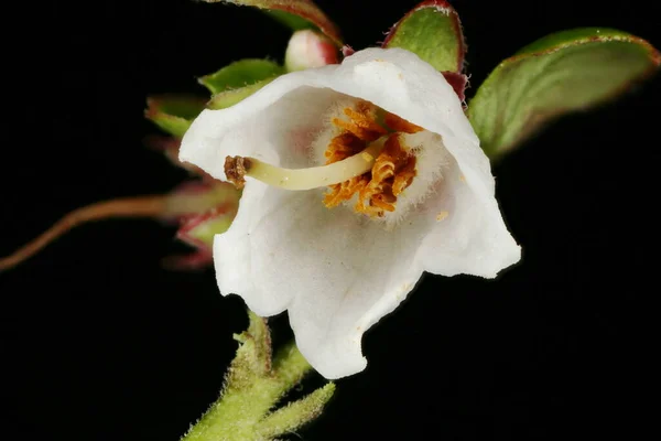 Cowberry Vaccinium Vitis Idaea Primer Plano Flor — Foto de Stock