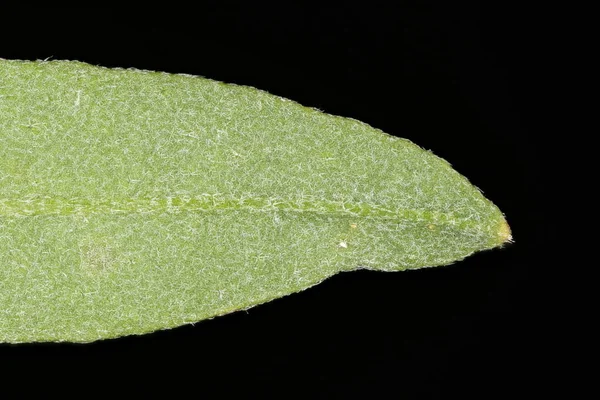 Hoary Alison Berteroa Incana Leaf Detail Closeup — Stock Photo, Image