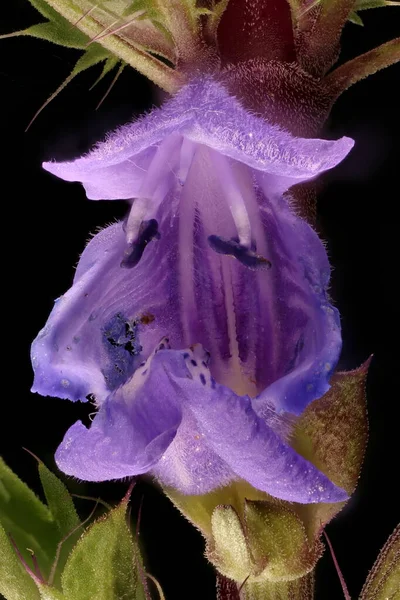 Moldawischer Drachenkopf Dracocephalum Moldavica Blume Nahaufnahme — Stockfoto