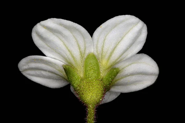 Frumento Sassofago Cesellato Saxifraga Cespitosa Primo Piano Fiore — Foto Stock