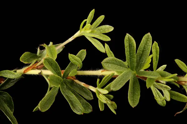 Shrubby Cinquefoil (Dasiphora fruticosa). Kök ve Yapraklar Kapalı