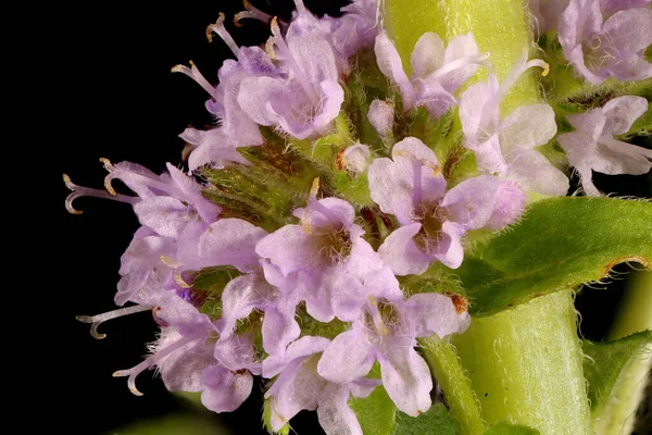 Nane Şekeri (Mentha arvensis). Inflorescence Detay Kapatma
