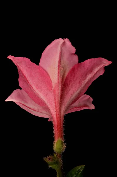 Rhododendron Híbrido Rhododendron Hybridum Apos Jolie Madame Apos Fecho Flor — Fotografia de Stock