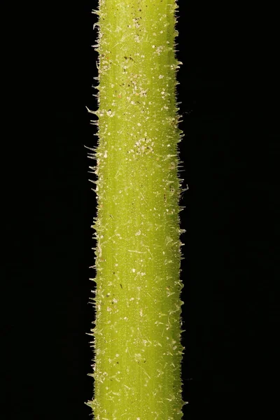 Abóbora Cucurbita Maxima Closeup Haste — Fotografia de Stock