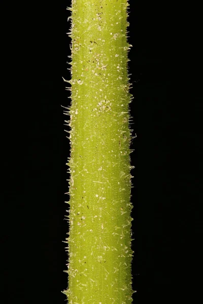 Calabaza Cucurbita Maxima Primer Plano Del Tallo —  Fotos de Stock