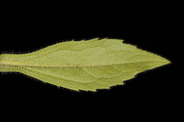 Black-Eyed Susan (Rudbeckia hirta). Leaf Closeup