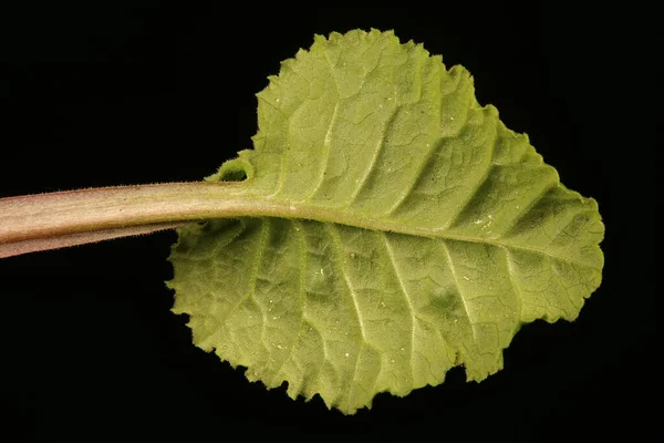 Primrose Primula Vulgaris Primeros Planos Hoja — Foto de Stock