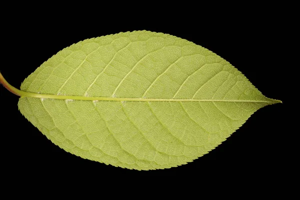 Cereja Pássaro Prunus Padus Closeup Folha — Fotografia de Stock