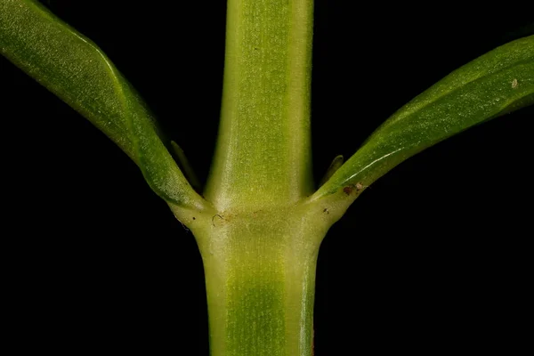 Ψευδής Dragonhead Physostegia Virginiana Βάσεις Stem Και Leaf Κλείσιμο — Φωτογραφία Αρχείου