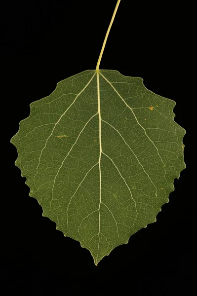Aspen Populus Tremula Leaf Closeup — Stock Photo, Image