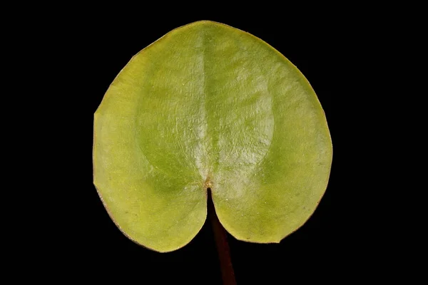 Frogbit Hydrocharis Morsus Ranae Primeros Planos Hoja — Foto de Stock