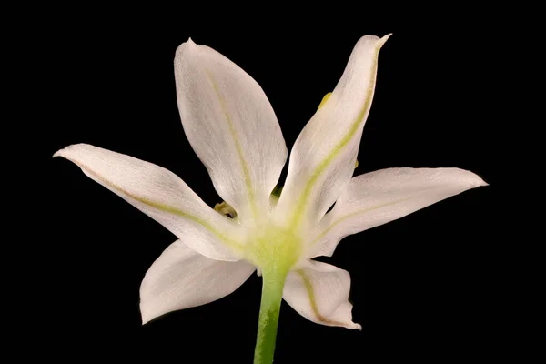 Erba Cipollina Allium Ramosum Primo Piano Fiore — Foto Stock