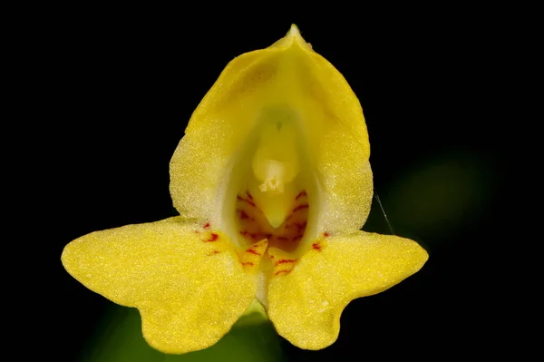 Pequeno Bálsamo Impatiens Parviflora Fecho Flor — Fotografia de Stock