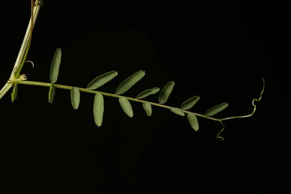 Tare Poilue Vicia Hirsuta Feuille Gros Plan — Photo