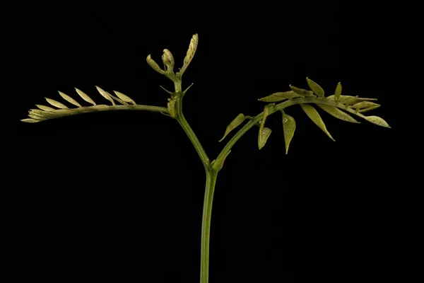 偽アカシア ロビニア偽アカシア 若い葉の閉鎖 — ストック写真