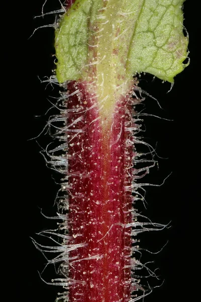 Kıllı Michaelmas Daisy (Symphyotrichum novae-angliae). Kök Yakın Çekim