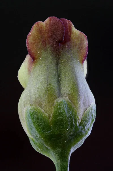 Genel Figwort (Scrophularia nodosa). Çiçek Kapanışı
