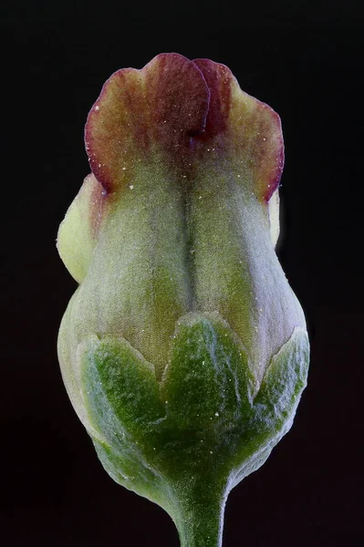 Συχνές Figwort Scrophularia Nodosa Κλείσιμο Λουλουδιού — Φωτογραφία Αρχείου