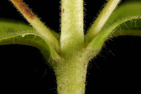 Grande Willowherb Epilobium Hirsutum Basi Staminali Fogliari Primo Piano — Foto Stock