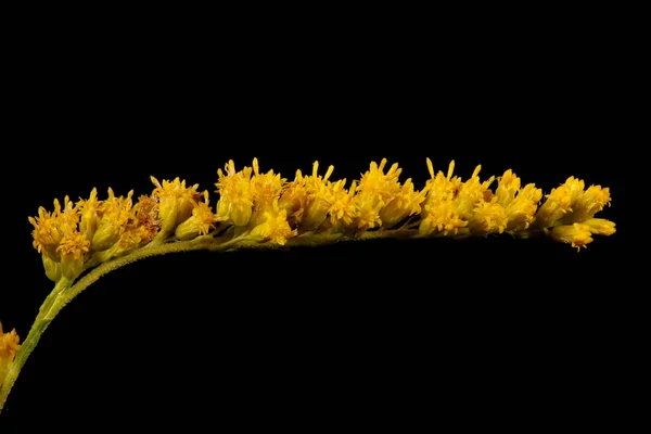 Canadian Goldenrod Solidago Canadensis Inflorescence Detail Closeup — Stock Photo, Image