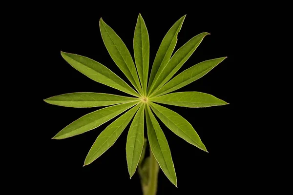 Tuin Lupine Lupinus Polyphyllus Bladsluiting — Stockfoto