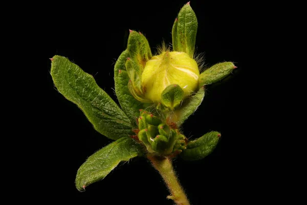 Davurian Cinquefoil Dasiphora Glabrata Bloemknoppen Closeup — Stockfoto