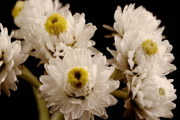 Pearly Everlasting Anaphalis Margaritacea Infiorescenza Primo Piano — Foto Stock