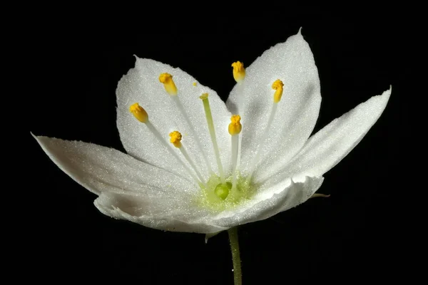 Chickweed Wintergreen Trientalis Europaea Flower Closeup — Stock Photo, Image
