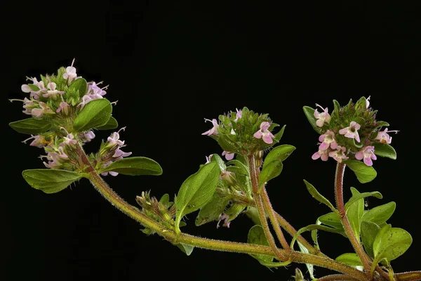 Breckland kekik (Thymus serpilllum). Alışkanlık