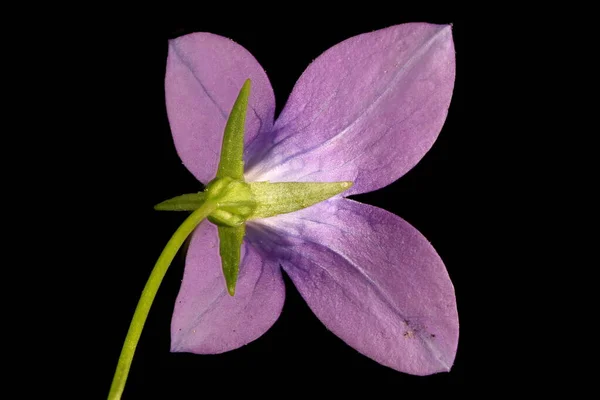 Glockenblume Campanula Patula Verbreiten Anomale Vierblättrige Blume Nahaufnahme — Stockfoto