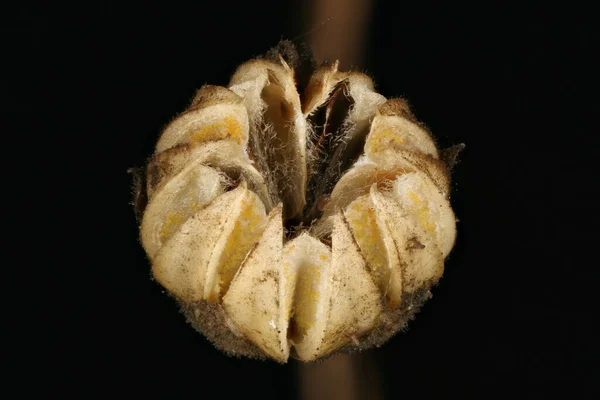 Perennial Flax Linum Perenne 클로즈업 — 스톡 사진