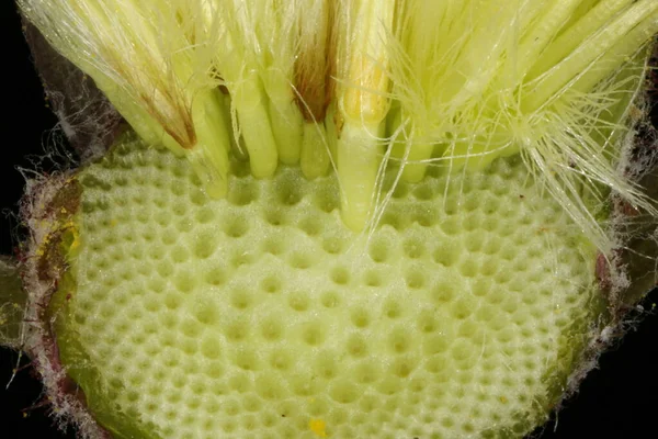 Colt & apos; 's Foot (Tussilago farfara). Receptacle Kapanışı