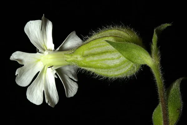 Beyaz Campion (Silene latifolia). Dişi Çiçek Kapanışı