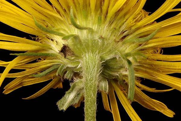 Meadow Fleabane Inula Britannica Dahil Olarak Yakın Çekim — Stok fotoğraf