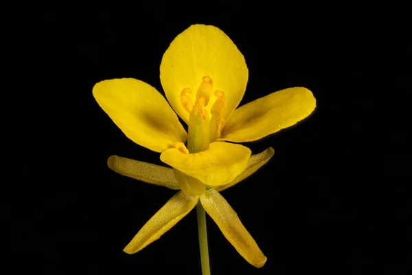 Turnip Rape Brassica Rapa Flower Closeup — Stock Photo, Image