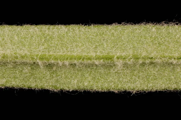 Yazın Kırım karı (Cerastium biebersteinii). Yaprak Ayrıntısı Kapatma