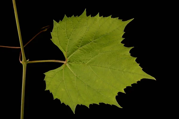 Grape Vine Vitis Vinifera Leaf Closeup — Stock Photo, Image