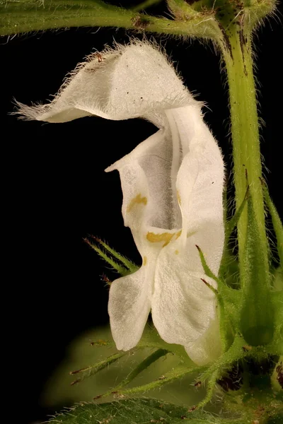 White Dead Nettle Lamium Album Blomma Närbild — Stockfoto