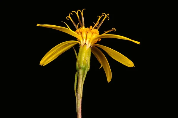 Στενοκέφαλο Φυτό Leopard Ligularia Stenocephala Capitulum Κλείσιμο — Φωτογραφία Αρχείου