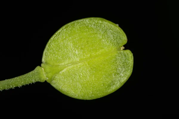 Pepperwort Flor Densa Lepidium Densiflorum Closeup Frutas — Fotografia de Stock