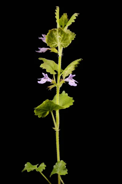 Ground Ivy Glechoma Hederacea Przyzwyczajenie — Zdjęcie stockowe