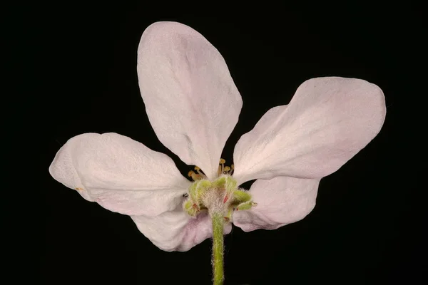 Mela Malus Domestica Primo Piano Fiore — Foto Stock