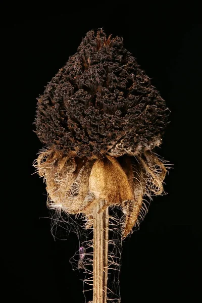 Siyah Gözlü Susan (Rudbeckia hirta). Meyveli Capitulum Kapanışı