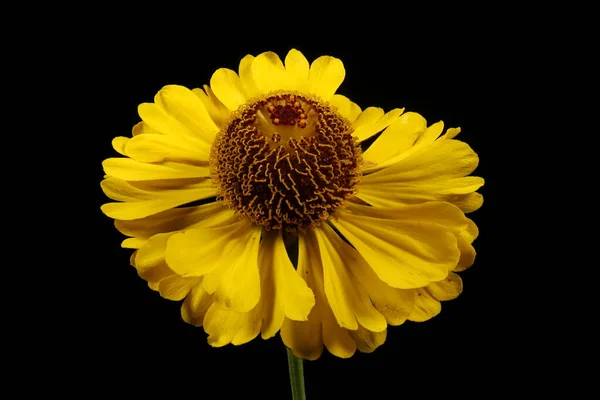 Sneezeweed Helenium Autumnale Campidoglio Primo Piano — Foto Stock