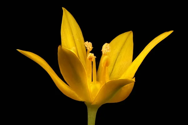 Ajo Amarillo Allium Moly Primer Plano Flor — Foto de Stock